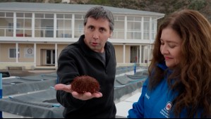 Agua Viva - Temporada 2 - Capítulo 6: Ciencia y pesca artesanal se unen para recuperar el erizo rojo en Chile