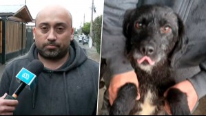 Están en adopción: Hijo de vecina reclama que no se puede hacer cargo de todas sus mascotas