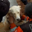 Revive acá el procedimiento de Bomberos que terminó con el rescate de perros atrapados tras el aumento del caudal del río Mapocho.