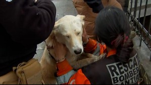 Bomberos rescata a perros atrapados en el río Mapocho tras aumento del caudal por las lluvias