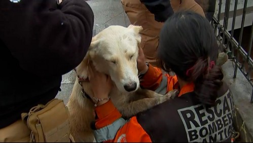 Bomberos rescata a perros atrapados en el río Mapocho tras aumento del caudal por las lluvias