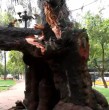 Revive acá el momento en que un enorme tronco de un árbol cayó a metros de un equipo de Mucho Gusto.