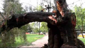 En pleno despacho de Mucho Gusto: Tronco cae a metros de Roberto Saa y camarógrafo en Providencia