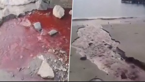 Agua teñida de rojo en Tomé: Estudio detectó efectos tóxicos en análisis del estero Quichiuto