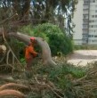 Entérate acá de la caída de un enorme árbol en La Serena.