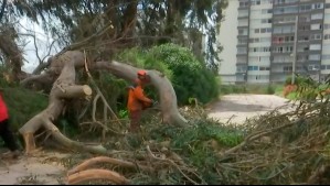 Fuertes vientos provocan caída de enorme árbol en La Serena