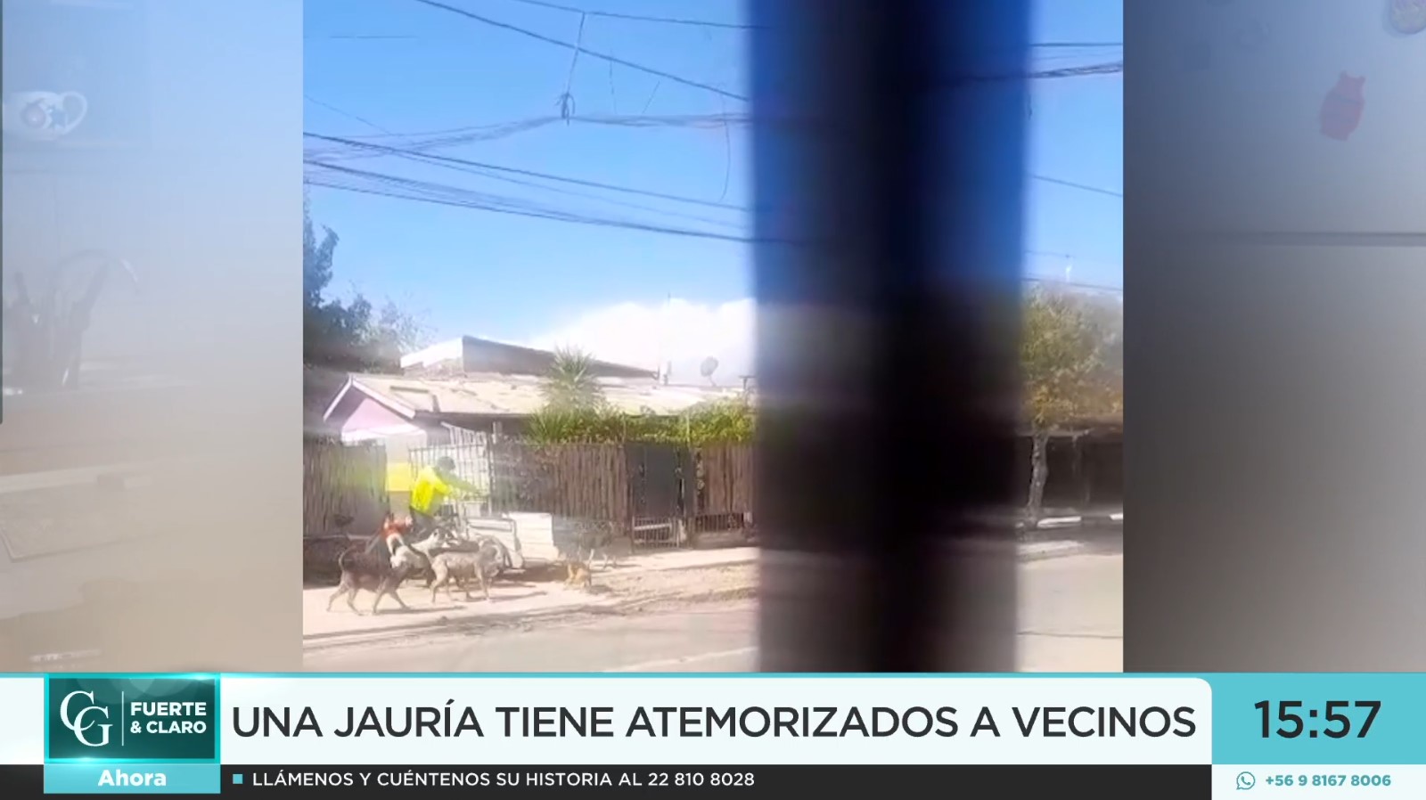 Vecina alega por jauría de perros
