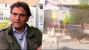 'Hay mucho más...': Sebastián Jiménez explica las infracciones que está cometiendo vecino con jauría de perros