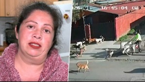 Maritza alega que su vecino tiene una jauría de más de 50 perros: Han atacado a personas y sufren maltrato
