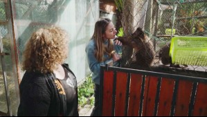 Orgullo Nacional - Capítulo 4: El Refugio de Primates de Peñaflor