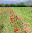 Las lluvias y los granizos han afectado la producción de flores en Hijuelas, Región de Valparaíso. Un productor estima pérdidas del 50% en la cosecha y advierte por las consecuencias antes del Día de Todos los Santos.