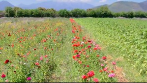 Lluvias y granizos afectan la producción de flores en Hijuelas: Estiman pérdidas de hasta un 50%