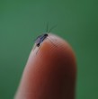 Entérate acá de las razones detrás de la plaga de zancudos en sectores del Gran Concepción.