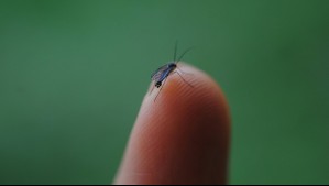 Plaga de zancudos en el Gran Concepción: Estas son las razones detrás de la proliferación de mosquitos