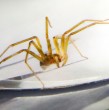 La Región de Coquimbo se encuentra consternada con dos casos de mordeduras de araña de rincón. Conoce acá mayores detalles.