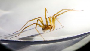 Alerta en la Región de Coquimbo por dos casos de mordedura de araña de rincón: Uno terminó en muerte