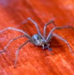 Tras la muerte de un joven y la hospitalización de otro en la Región de Coquimbo, un experto explicó cuáles son las señales de una mordedura de araña de rincón y por qué es importante acudir de inmediato a urgencias.