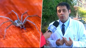¿Cómo reconocer una mordedura de araña de rincón y qué hacer si ocurre?