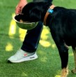 En el capítulo 5 de Mi Humano y Yo, conocimos la dura historia de Valiente, un perrito que fue rescatado por una periodista tras un impactante caso de maltrato animal.