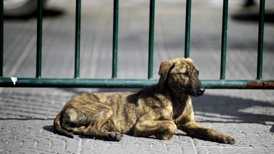 Animalistas Acusan Aumento En Abandono De Perros Tras Promulgacion De Ley Cholito Meganoticias