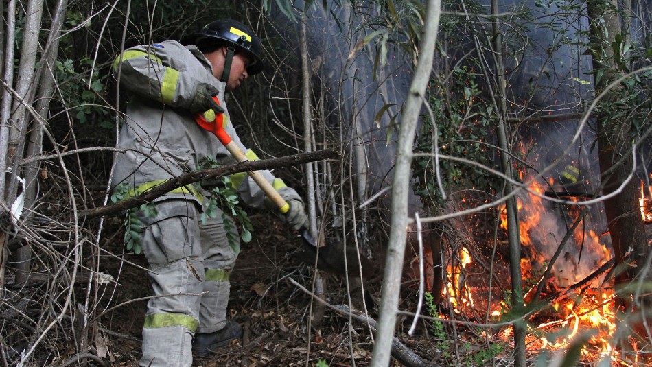 Incendios forestales: Decretan toque de queda para la provincia de Concepción