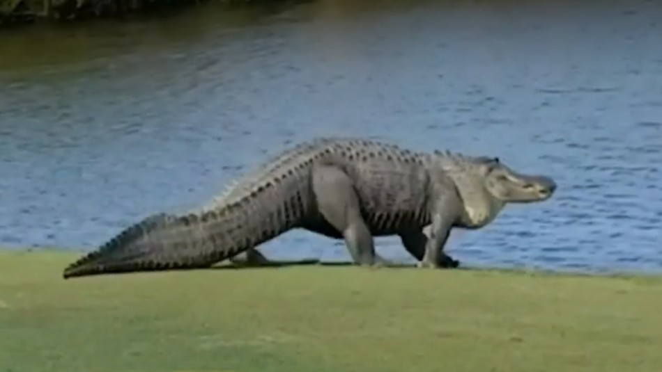 Apareció cocodrilo en torneo de golf. / Captura