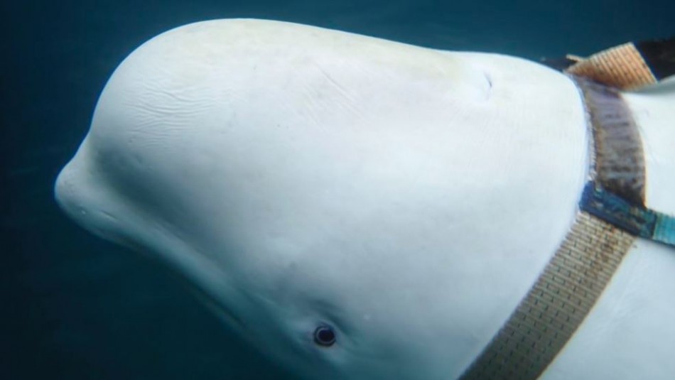 Video Mira La Espectacular Ballena Blanca Que Seria Parte Del Ejercito Ruso Meganoticias