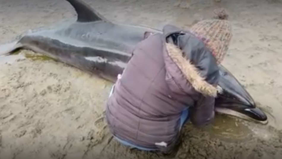 Dos delfines logran ser rescatados tras varar en la costa de Corral