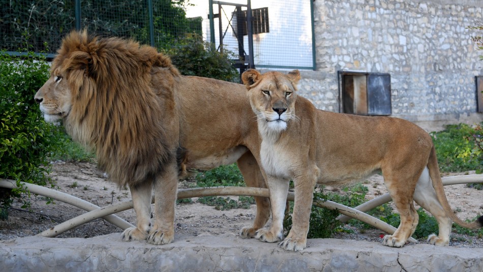 Video muestra a leones caminando por las calles de una ciudad en India -  Meganoticias