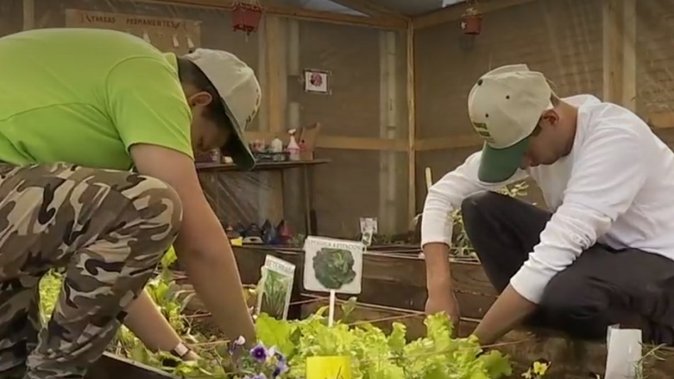 Fundación chilena busca aumentar calidad de vida gracias al cultivo de tierra