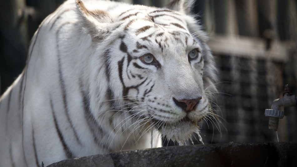 Tigre blanco Zoológico Nacional: Conoce los horarios y los precios de las entradas