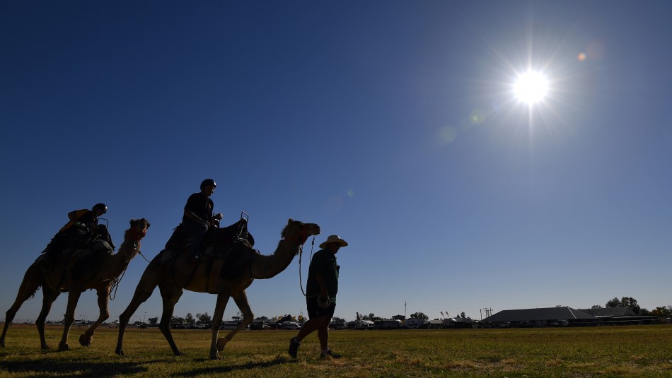 camellos australia sequia Matarán a 10.000 camellos salvajes en Australia por la sequía