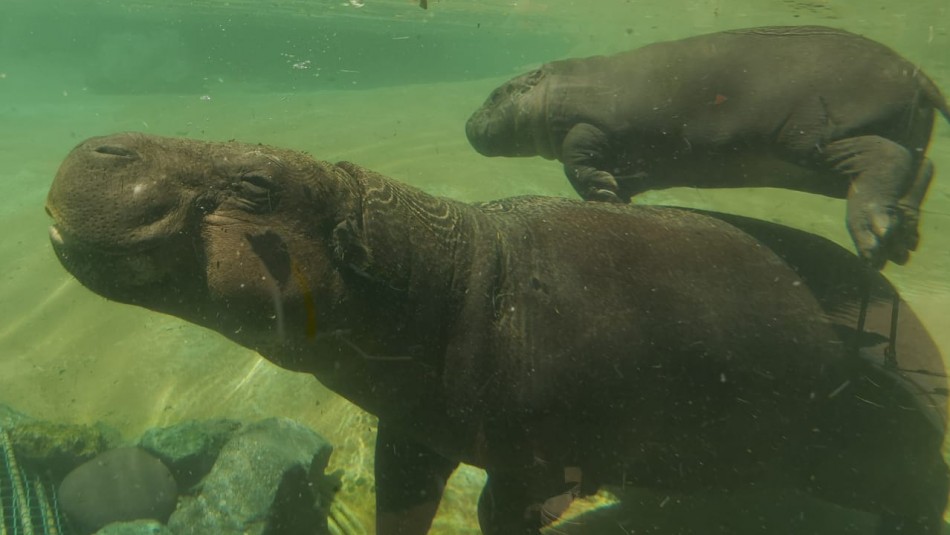 Moto Moto, el emblemático hipopótamo pigmeo de Buin Zoo fue donado a Japón  