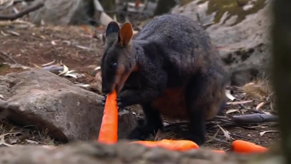 Lanzan comida desde helicópteros para animales afectados por los incendios en Australia Lanzan comida desde helicópteros para animales afectados por los incendios en Australia