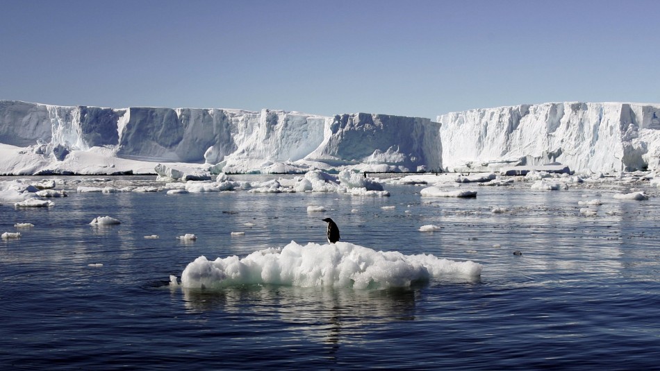 Antártica Crisis climática: Organismos antárticos están experimentando variaciones de temperatura