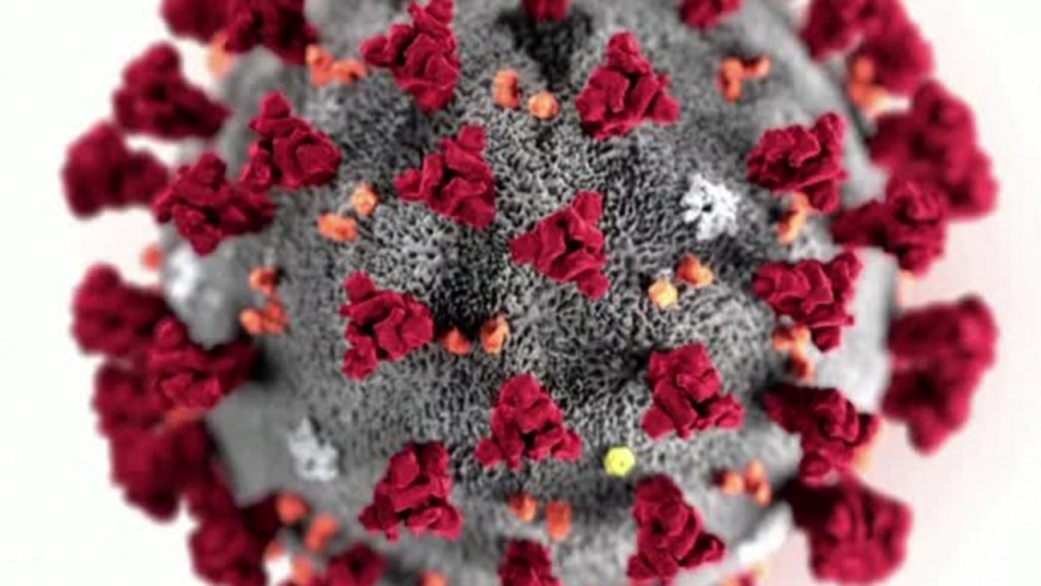 Ilustración: Así es el coronavirus que afecta a más de 8 mil personas en el mundo Ilustración: Así es el coronavirus que afecta a más de 8 mil personas en el mundo