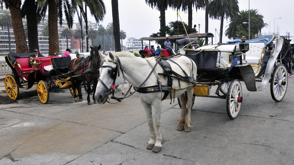 Coches Victoria Victorias de Viña del Mar dejarán de funcionar con caballos y se evalúan opciones
