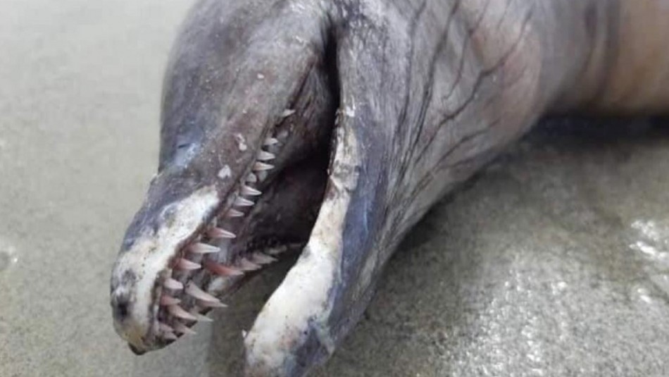 Animal sin ojos, con cabeza en forma de delfín, dientes muy afilados y con cola aparece en una playa Animal sin ojos, con cabeza en forma de delfín, dientes muy afilados y con cola aparece en una playa