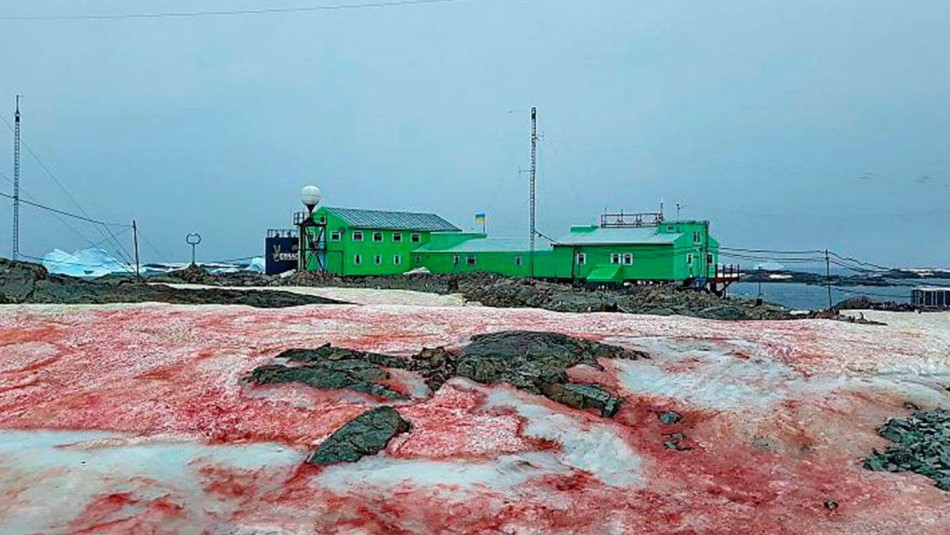 Nieve rosa: El extraño fenómeno que se registró en la Antártida Nieve rosa: El extraño fenómeno que se registró en la Antártida