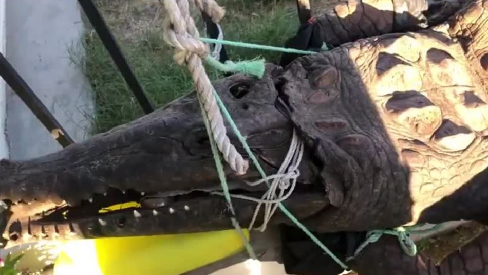 Cocodrilo disecado fue encontrado en una casa de la ciudad de Rancagua Cocodrilo disecado fue encontrado en una casa de la ciudad de Rancagua