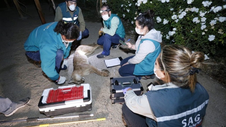 Logran capturar a puma que deambulaba por Chicureo Logran capturar a puma que deambulaba por Chicureo