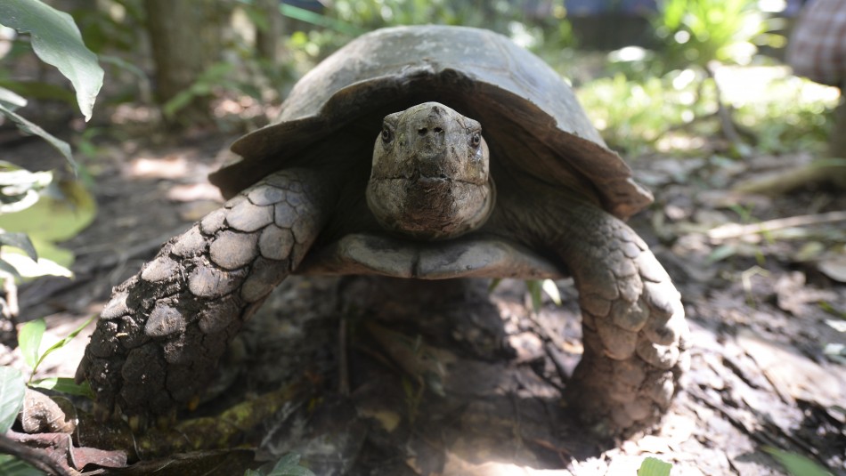 Imagen referencial Italia: Multan a una mujer por pasear a su tortuga durante la cuarentena por coronavirus