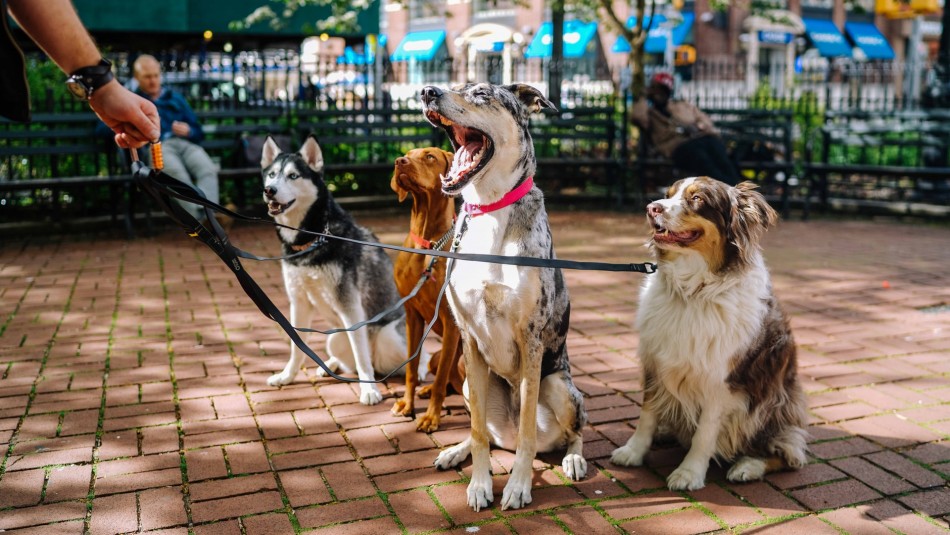Cuidado de mascotas tras paseos durante cuarentena: Especialista llama a no usar alcohol gel Cuidado de mascotas tras paseos durante cuarentena: Especialista llama a no usar alcohol gel