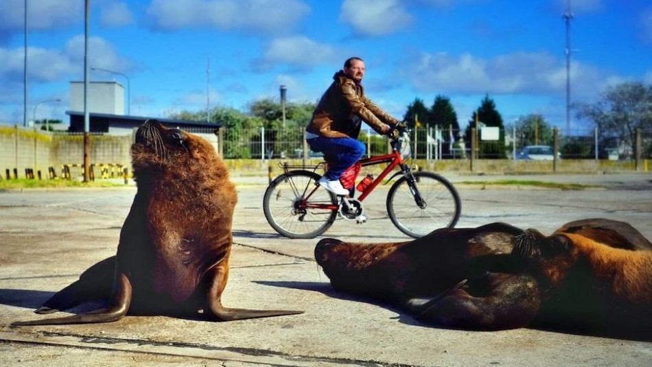 Lobos marinos se adueñan de calles en puerto argentino ante poca presencia de personas Lobos marinos se adueñan de calles en puerto argentino ante poca presencia de personas