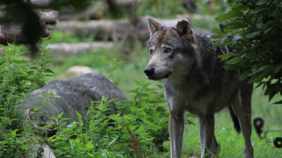 Lobo Gris Avistan por primera vez en casi 100 años a un lobo gris en el norte de Francia