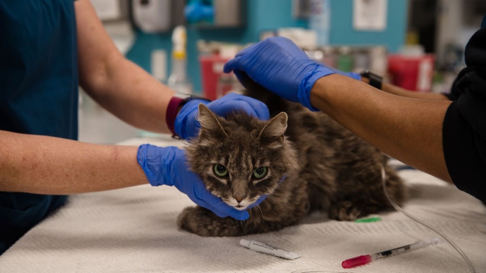 Dos gatos domésticos se contagiaron de coronavirus en Nueva York Dos gatos domésticos se contagiaron de coronavirus en Nueva York