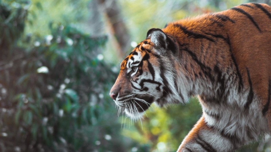 Ataques de tigres desatan pánico en la India: cinco muertos en dos semanas Ataques de tigres desatan pánico en la India: cinco muertos en dos semanas
