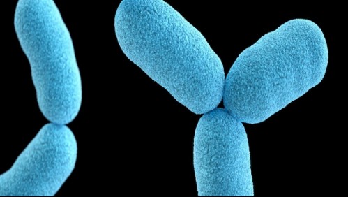 Alistan ganglios bioimpresos con inmunidad frente al Covid-19