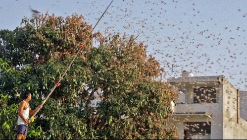 India registra la peor invasión de langostas en 30 años: 'Se reproducen 400 veces más de lo normal'