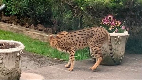 Gato gigante y exótico causó pánico en Londres tras escaparse de una mansión